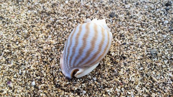 巻貝 巻貝,貝殻,海岸の写真素材