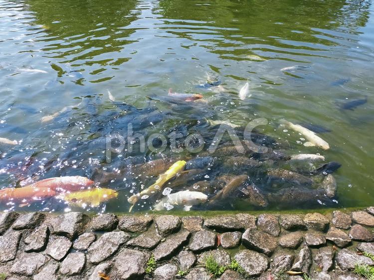 たくさんの鯉 濁り,沼,ひび割れの写真素材