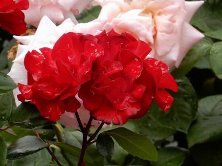 【薔薇の写真】バラの花 【薔薇の写真】バラの花 薔薇,植物,自然の写真素材