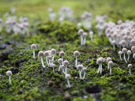 イヌセンボンタケ イヌセンボンタケ,きのこ,キノコの写真素材