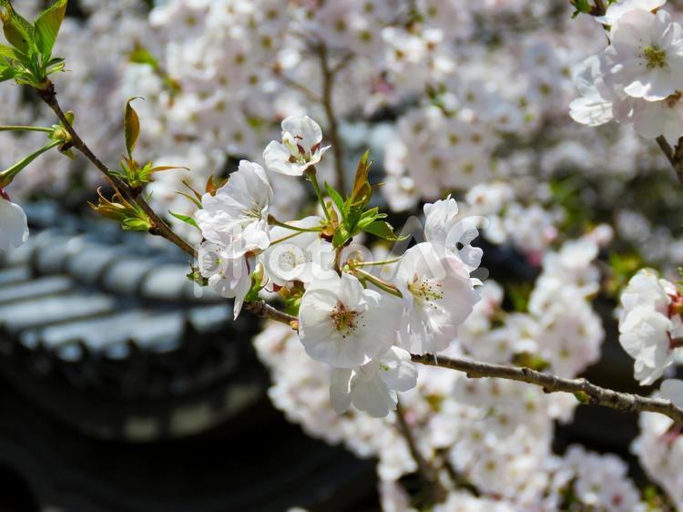 春イメージ〜満開の桜のアップ 桜,サクラ,さくらの写真素材