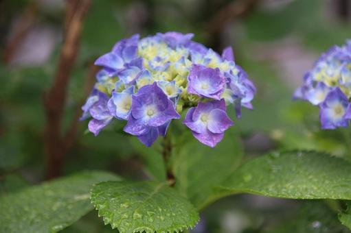 雨粒輝く紫陽花 雨粒輝く紫陽花の写真