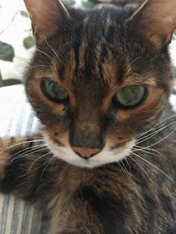 ベンガル猫 ベンガル猫の写真
