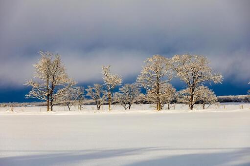 雪原に佇む樹々の霧氷と光の幻影 樹氷,霧氷,雪原の写真素材
