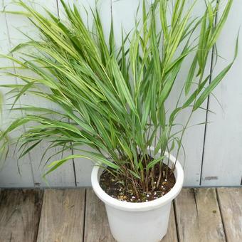 風知草の鉢植え 風知草の鉢植え 風知草,葉,斑入りの写真素材