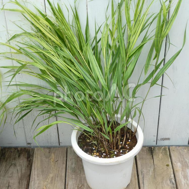 風知草の鉢植え 風知草,葉,斑入りの写真素材