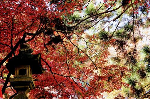 紅葉 紅葉の写真