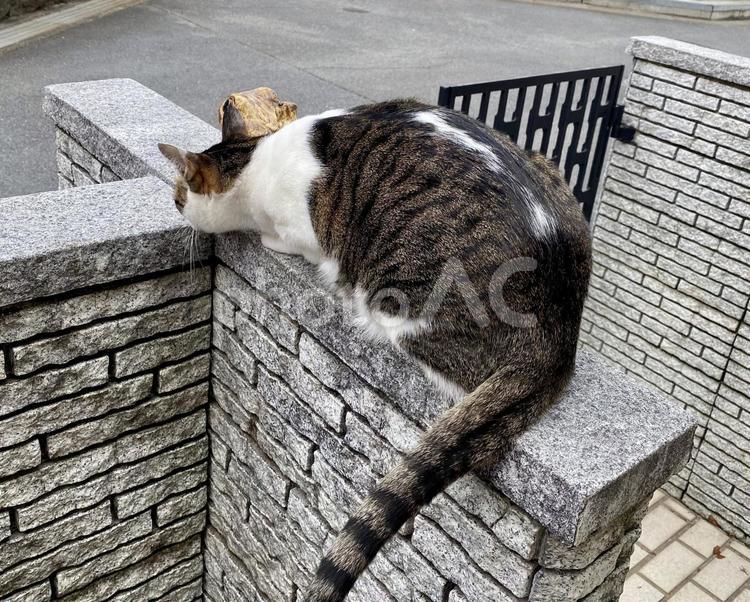 門の上に乗るキジ白猫様 猫,アイコン,キジシロの写真素材