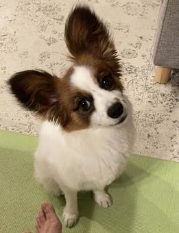 話を聞くパピヨン 話を聞くパピヨンの写真