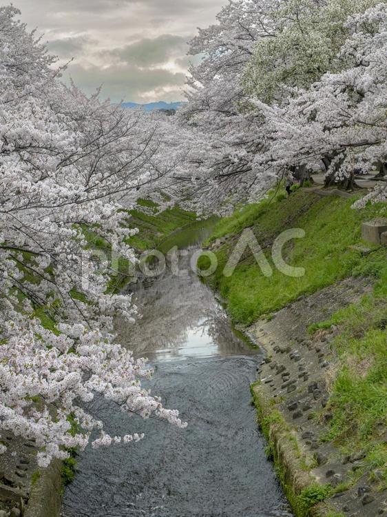 川沿いの桜並木が満開 川沿い,桜並木,満開の写真素材