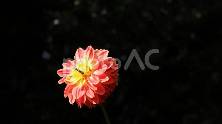 秋の日にダリアが揺れて ダリア,だりあ,野草の写真素材