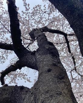 樹木 樹木の写真