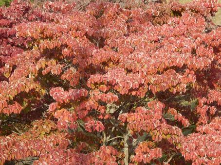 【紅葉写真】美しい紅葉 紅葉,自然,風景の写真素材