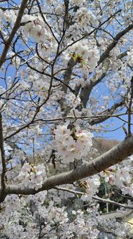 桜 桜の写真