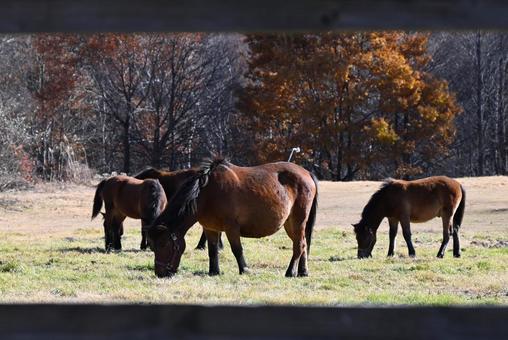 木曾馬 木曾馬,馬,動物の写真素材