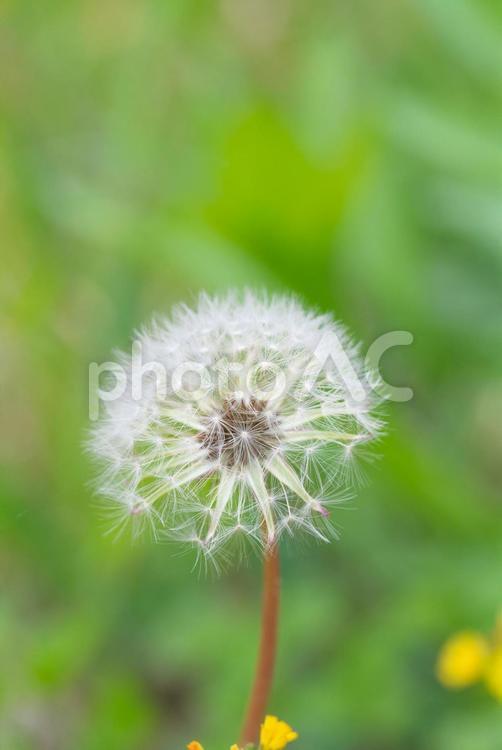 たんぽほの綿毛 たかぽぽの綿毛,たんぽぽ,タンポポの写真素材