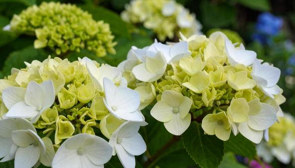Stylish white hydrangea and natural scenery with bokeh background, background, hydrangea, rainy season, JPG