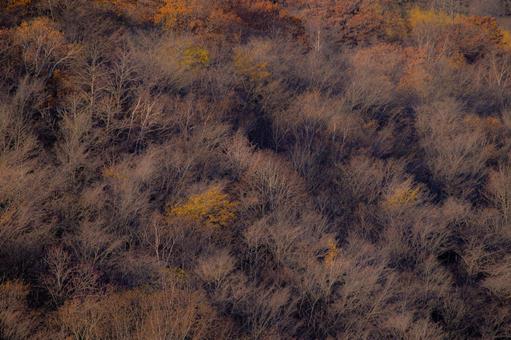 秋の光に優しく包まれた静かな山肌 紅葉,木立,幻想的の写真素材
