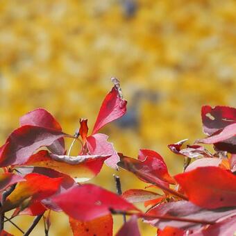 紅葉の写真