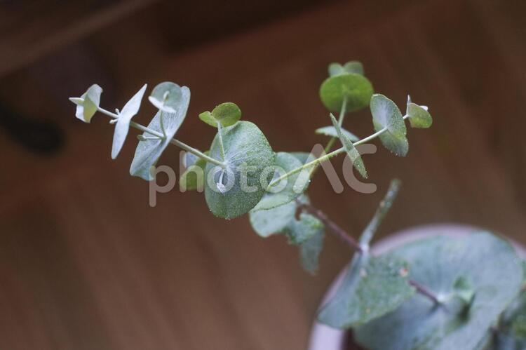 ユーカリの苗木 ユーカリ,観葉植物,アロマテラビーの写真素材