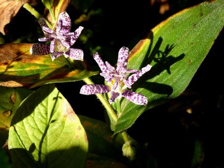 花壇で日差しを浴びるホトトギスの花 ホトトギス,花,植物の写真素材