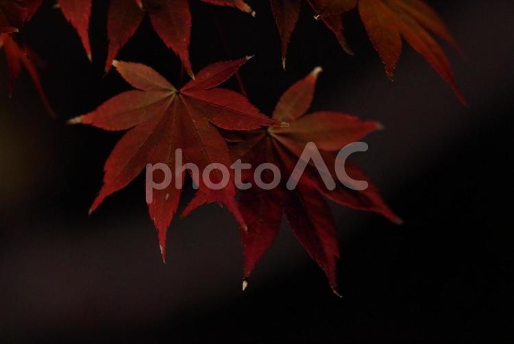 カエデのライトアップ もみじ,カエデ,自然の写真素材
