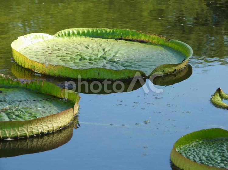 9月の風景 池,植物,自然の写真素材