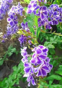 Photo, purple, duranta, flower, 