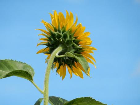 【花の写真】ヒマワリ(向日葵) 【花の写真】ヒマワリ(向日葵) ヒマワリ,向日葵,花の写真素材
