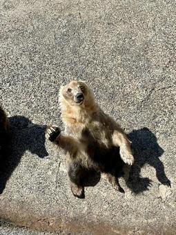 餌をおねだりする可愛らしいポーズのヒグマ ヒグマ,熊,動物の写真素材