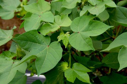 シロバナワタ シロバナワタ シロバナワタ,白花綿,草棉の写真素材