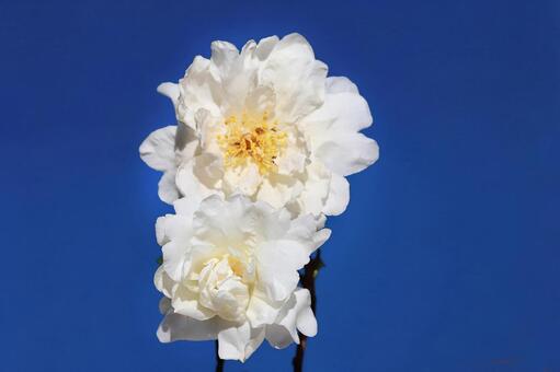 油茶の花 ユチャの花,つばき科,冬期の写真素材