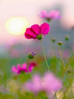 夕日とCOSMOS（縦長）の写真