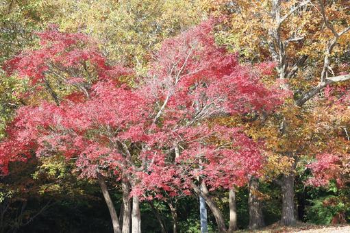 紅葉 紅葉の写真