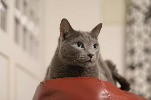 赤いソファの上に座っている横顔の猫 ロシアンブルー,ペット,アップの写真素材