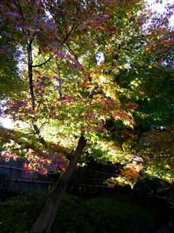光が透ける紅葉始まりの庭園風景 光が透ける紅葉始まりの庭園風景 紅葉,始まり,木の写真素材