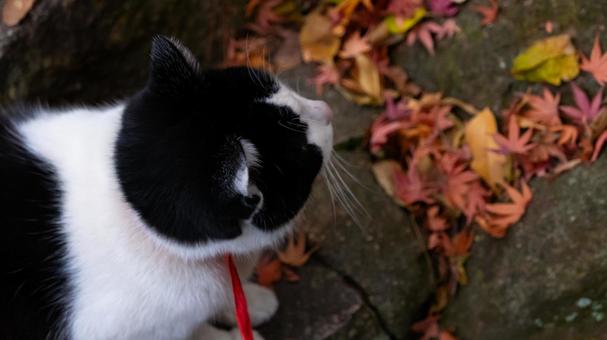 落ち葉に宿る、猫の焔 落ち葉に宿る、猫の焔の写真