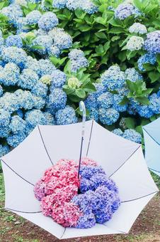 Umbrella with hydrangea ⑥ Umbrella with hydrangea ⑥