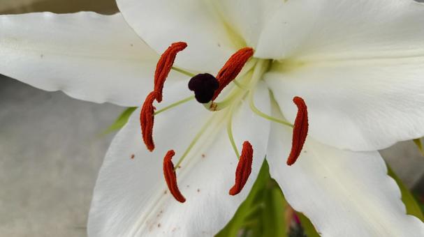 It was in bud in the morning but bloomed by the evening., yuri, casablanca, flower, JPG