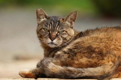 Stray cat in the park, JPG Stray cat in the park, JPG