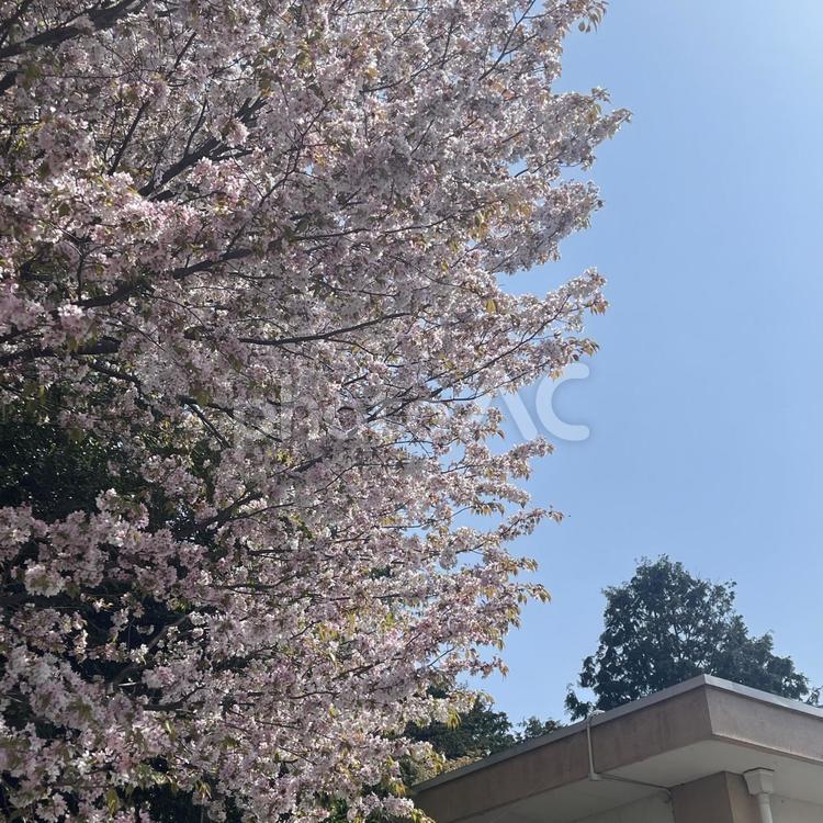 桜の風景 暖かい日,自然,自然風景の写真素材
