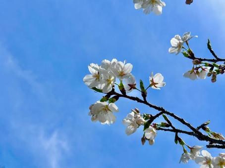 白いサクラ 白いサクラの写真