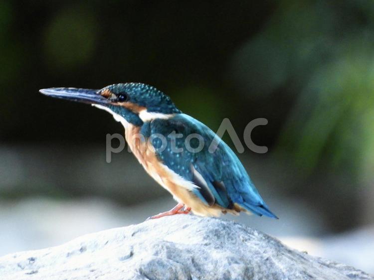 ポーズをとるカワセミ 鳥,野鳥,カワセミの写真素材