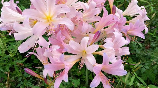 Summer daffodils, a member of the cluster amaryllis family, JPG