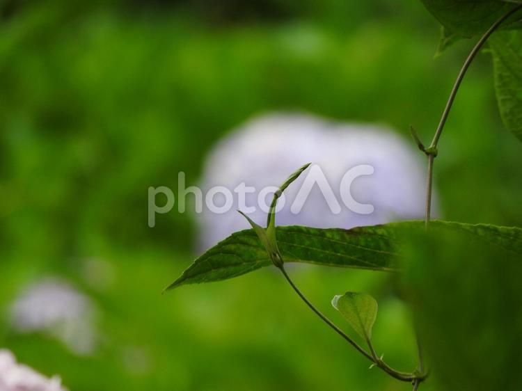 夏の風景 葉っぱ,自然,風景の写真素材