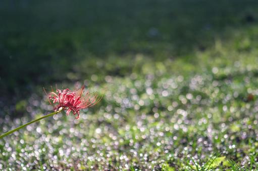 ヒガンバナ ヒガンバナの写真