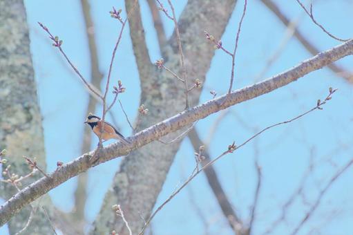 Photo, bird, wild bird, creatures, 