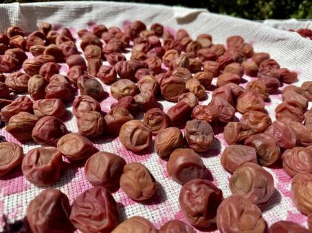 天日干し中の梅干し 天日干し中の梅干し 梅干し,漬物,和食の写真素材