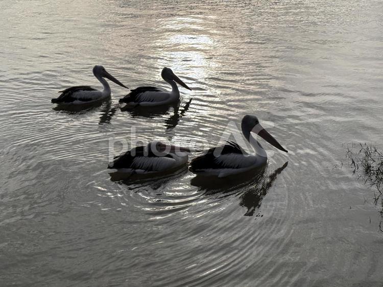4羽の鳥 生き物,動物,鳥の写真素材