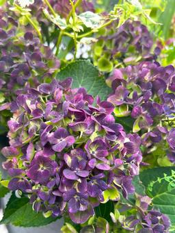 秋あじさい あじさい,花,ガーデニングの写真素材